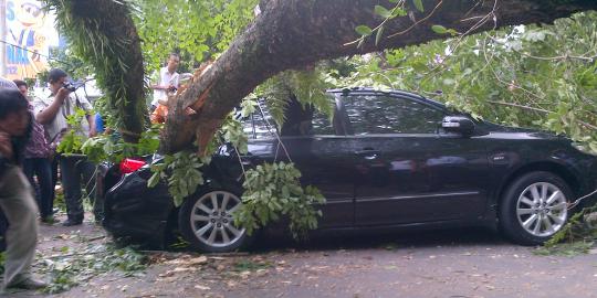 Pohon tumbang timpa mobil mewah di Medan