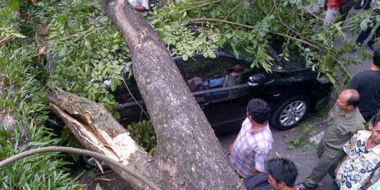 Dahan raksasa dievakuasi, jalan Diponegoro lancar