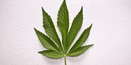 Tak mau cerai, seorang PNS kirimi anak artis ganja