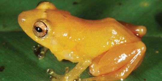 Menyentuh katak ini, jari Anda akan berubah jadi kuning