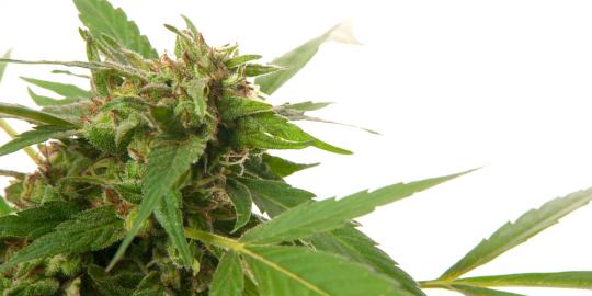 Bawa ganja 2 ons, penangkal petir diciduk polisi