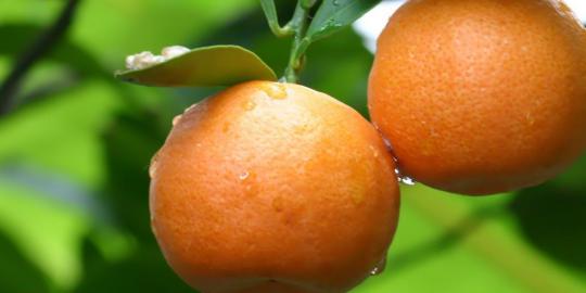 Yuk tanam pohon buah di rumah!