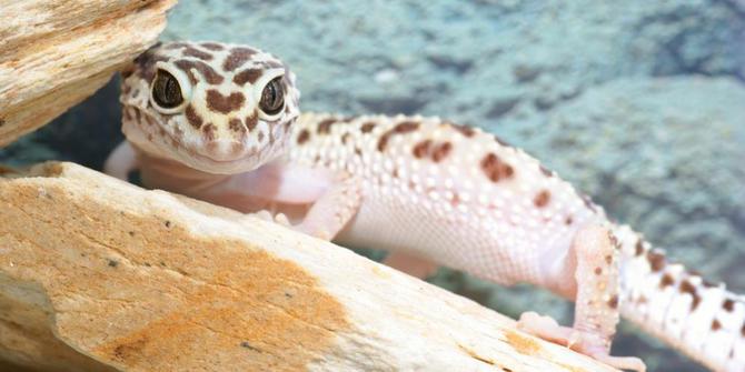 10 Hewan Paling Aneh Yang Bisa Anda Pelihara Merdeka Com