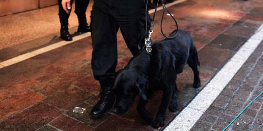 Menengok satuan anjing K-9 Polda Metro Jaya