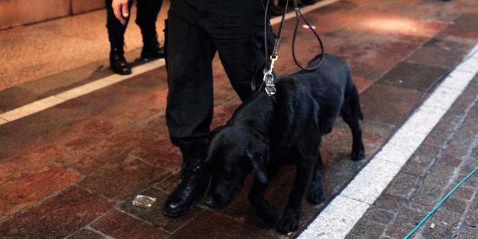Menengok Satuan Anjing K 9 Polda Metro Jaya Merdeka Com