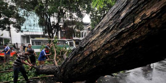 Pohon sebesar kerbau hamil dipotong, Puncak sempat macet