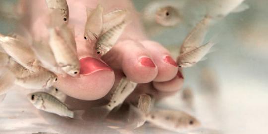 Awas, \'fish pedicure\' bisa bahayakan kesehatan!