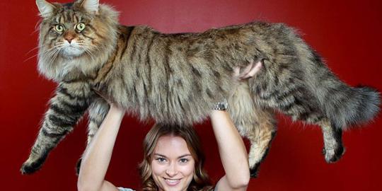 Rupert, si Kucing terbesar di dunia