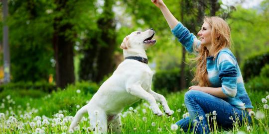 Perangi kotoran anjing, Pemkot Yerusalem lakukan tes DNA