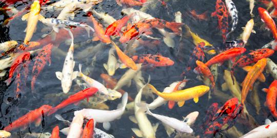 Siswa SD tabur 1.000 ikan di Kali Surabaya