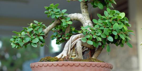 Tips merawat tanaman bonsai
