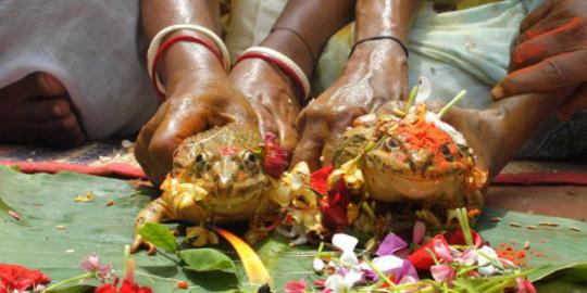 Kawin paksa katak, cara orang India mengemis hujan