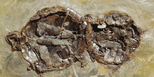 Ditemukan, fosil penyu sedang bercinta