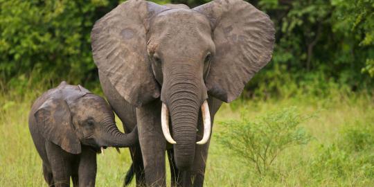 Seekor gajah ditemukan tewas di Bengkalis