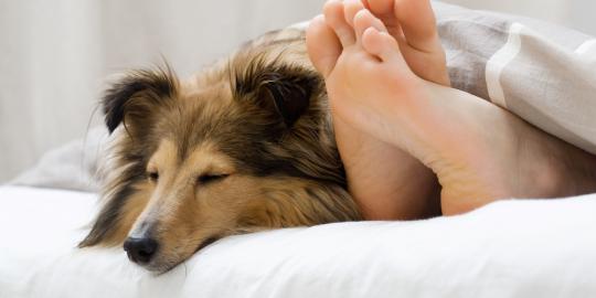 Anjing bisa mengungkapkan kehidupan asmara Anda