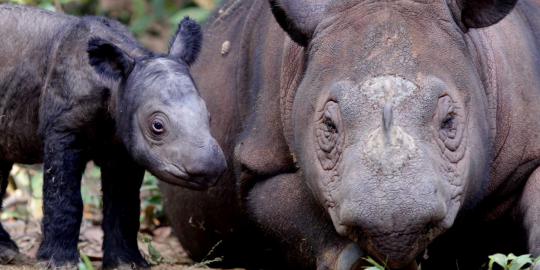 Andatu, anak badak Sumatera telah lahir 