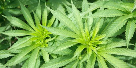 Sindikat pengedar ganja di Lapas dibongkar 
