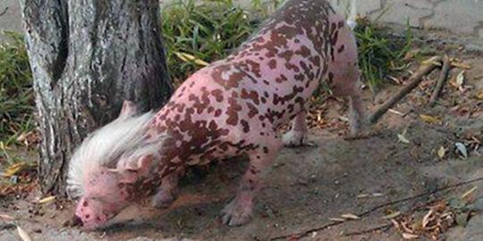 Anjing mutan muncul di China?