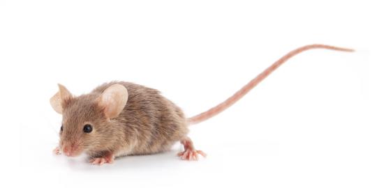 Serangan tikus gegerkan warga Amerika