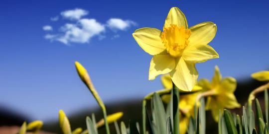 Bangkitkan mood dengan bunga daffodil