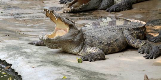 Warga Tangerang heboh temukan buaya