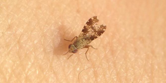 Spesies Lalat Terkecil Di Dunia Ditemukan Merdeka Com