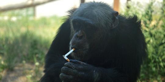 Simpanse ini perokok berat dan hobi menenggak bir
