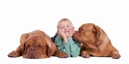 Bakteri pada anjing bisa kurangi risiko asma?