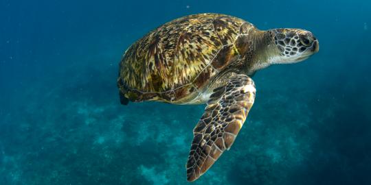 Terdampar di empang, penyu hijau dilepas ke laut