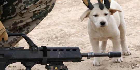 Kesetiaan anjing militer 