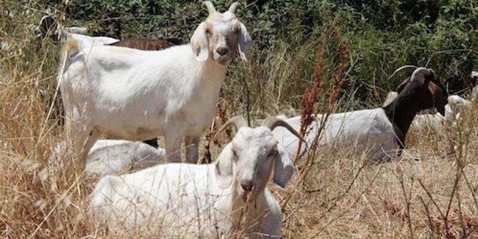 Kenapa ada 300 kambing di bandara San Fransisco? | merdeka.com