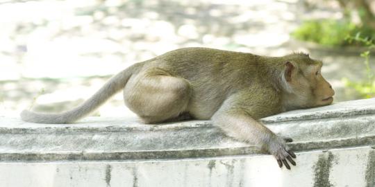 Rumah sakit India \'dikunjungi\' monyet dan anjing liar