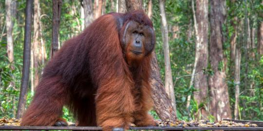 Pemilik sepasang orangutan dibekuk Polda Jatim