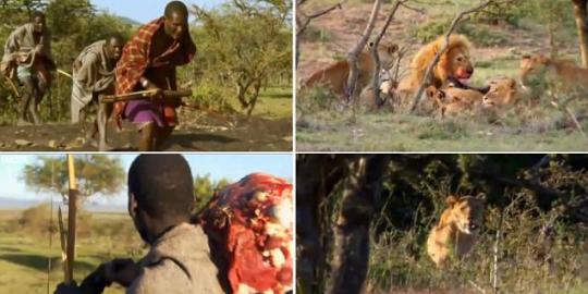 Kelaparan, tiga pria Afrika nekat curi makanan singa
