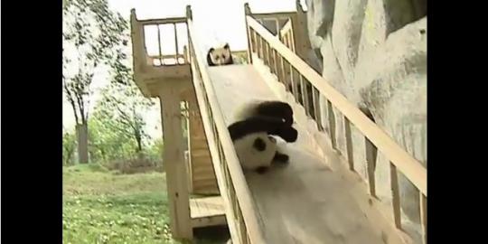Video lucu panda main prosotan gaet jutaan penonton