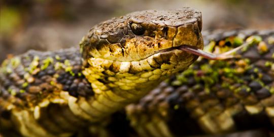 Video: Ketika racun Viper bertemu darah