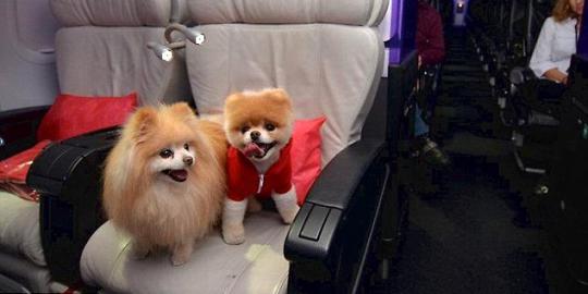 Boo: Anjing terimut dunia jadi duta Virgin America