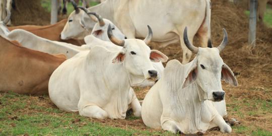  Pertama di dunia, anak hasil perkawinan sapi dengan banteng