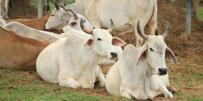 Pertama Di Dunia Anak Hasil Perkawinan Sapi Dengan Banteng