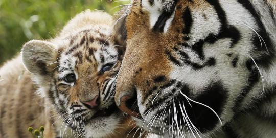 Kasih sayang induk harimau langka kepada dua anak
