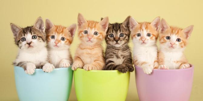 124 Kucing diserahkan ke penampungan hewan Roane  merdeka.com