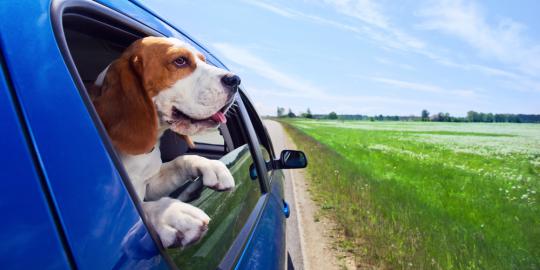 Tips agar anjing tak kepanasan di dalam mobil