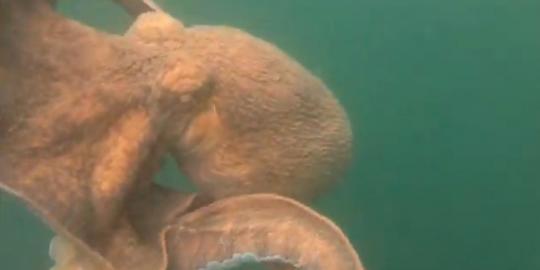 Video mancing pakai perahu malah dapat gurita raksasa