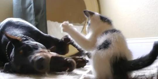 Video kucing imut tarung dengan anjing Doberman