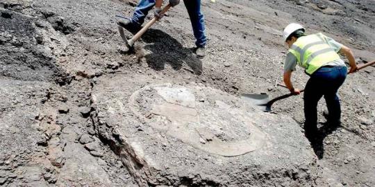 Fosil kura-kura dengan tempurung sepanjang 1,5 meter ditemukan