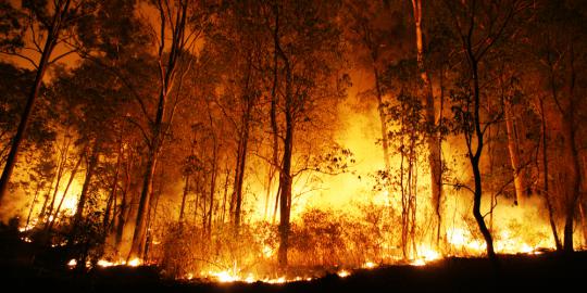 Hutan pinus di Gunung Lawu terbakar