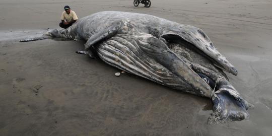  Paus terdampar di pantai Karawang, menunggu diselamatkan