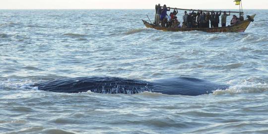 Paus jenis Sperm yang terdampar di Pantai Sompek