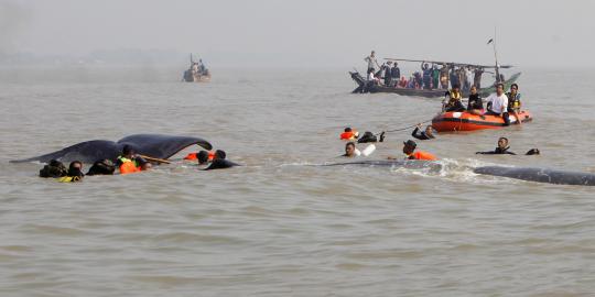 Tim SAR berusaha evakuasi paus yang terdampar