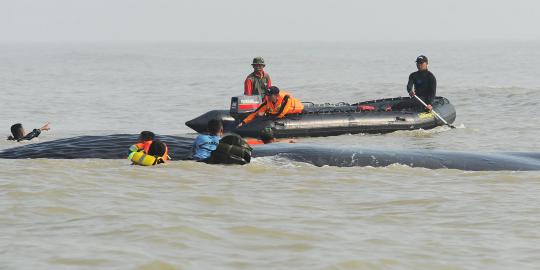 Ditarik tugboat, paus terdampar berhasil diselamatkan